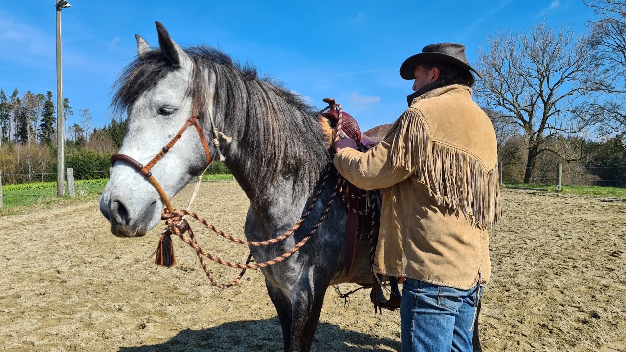 Impressionen vom Training mit meinem jungen Lipizzaner Wallach