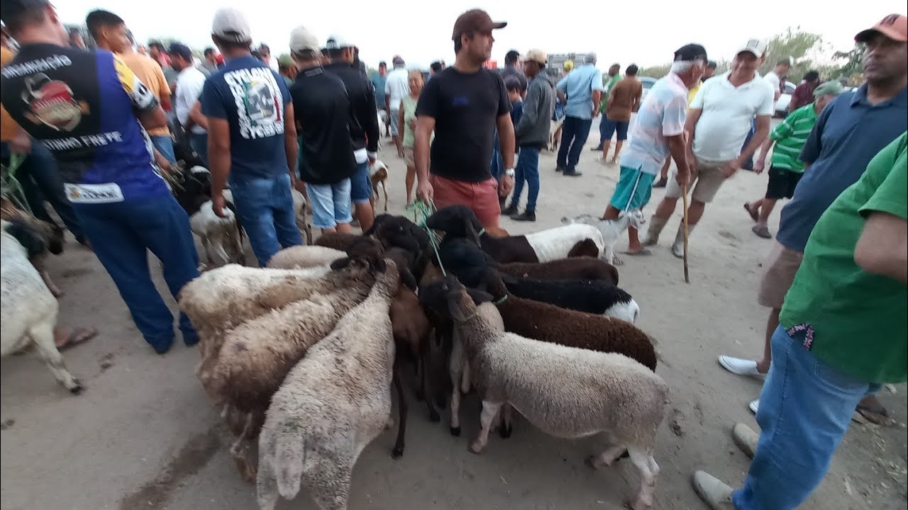 FEIRA DE ANIMAIS EM ITABAIANA-PB DISTRITO CARIATÁ BODE OVELHA CABRAS 12/10/2025