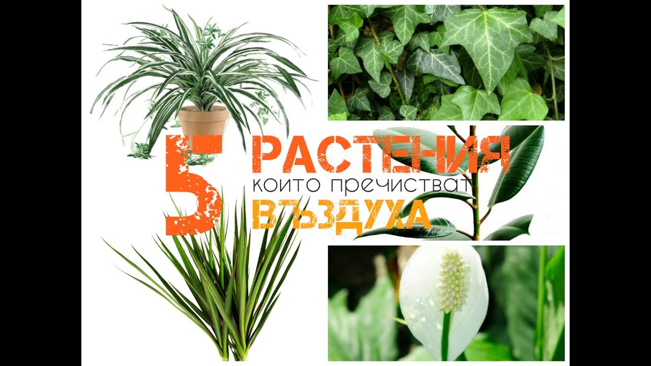 5 ЦВЕТЯ, КОИТО ПРЕЧИСТВАТ ВЪЗДУХА У ДОМА