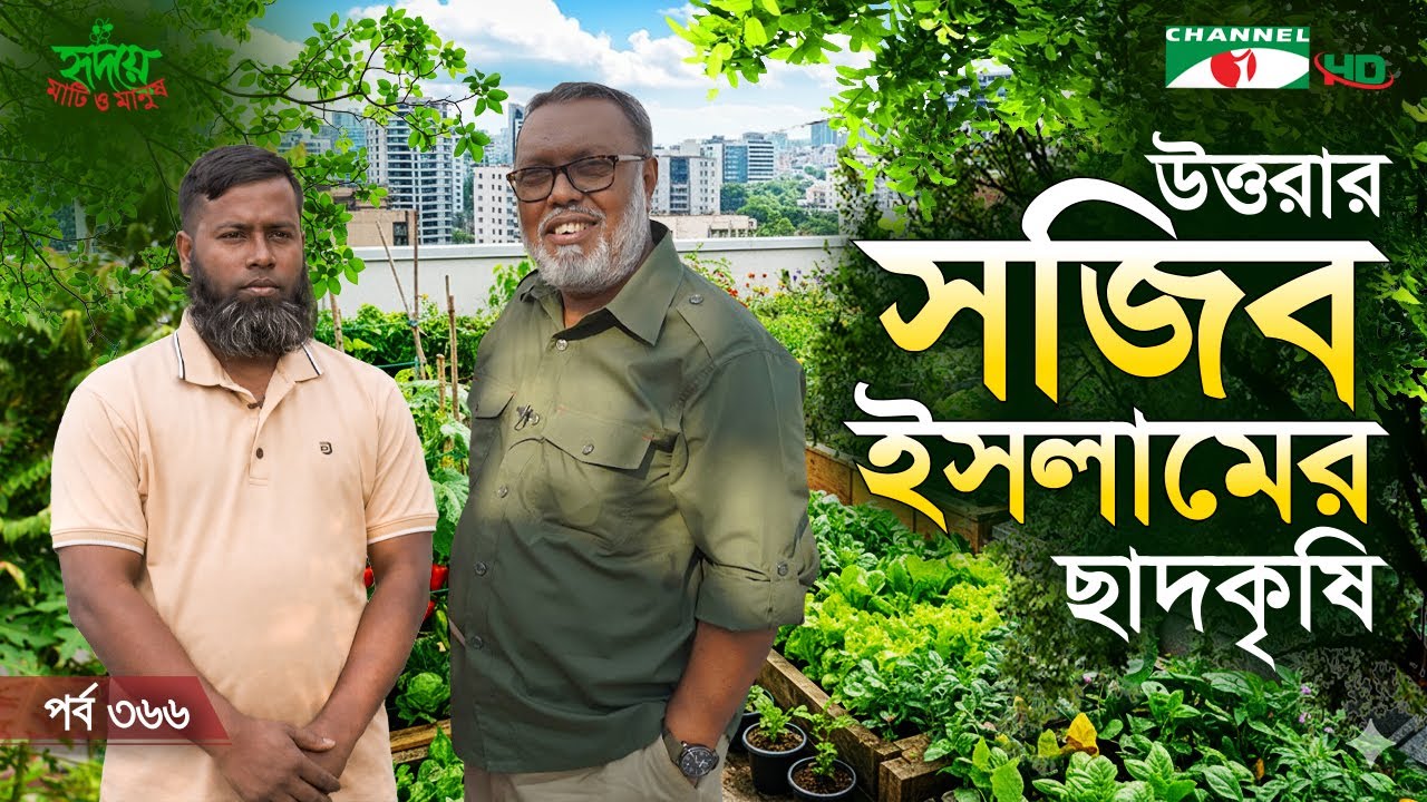 উত্তরার সজিব ইসলামের ছাদকৃষি | ছাদকৃষি পর্ব: ৩৬৬ | Shykh Seraj | Channel i |