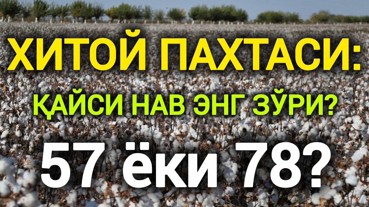 ХИТОЙ ПАХТАСИ: 