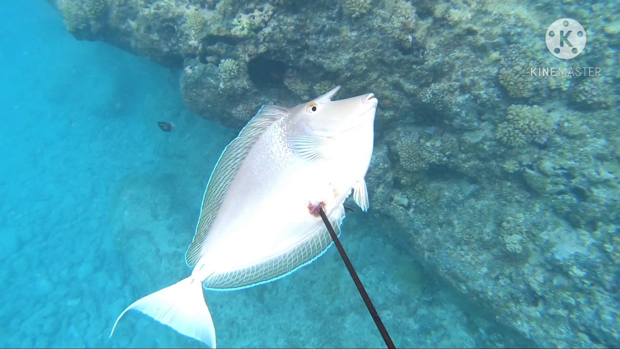Mopelia spearfishing 2020 (father session)