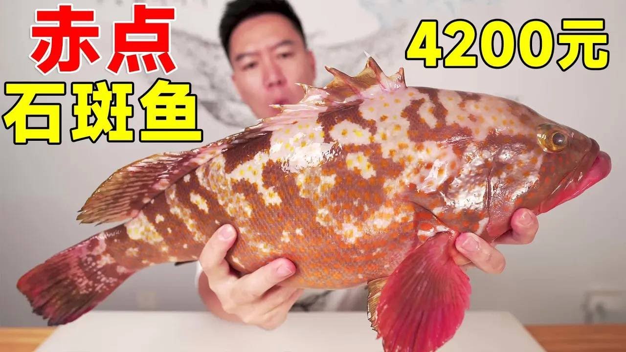 石斑鱼中的劳斯莱斯，4200元的野生赤点石斑，肉质和龙虾一样，吃一条一个月工资没了 【小文吃吃吃】