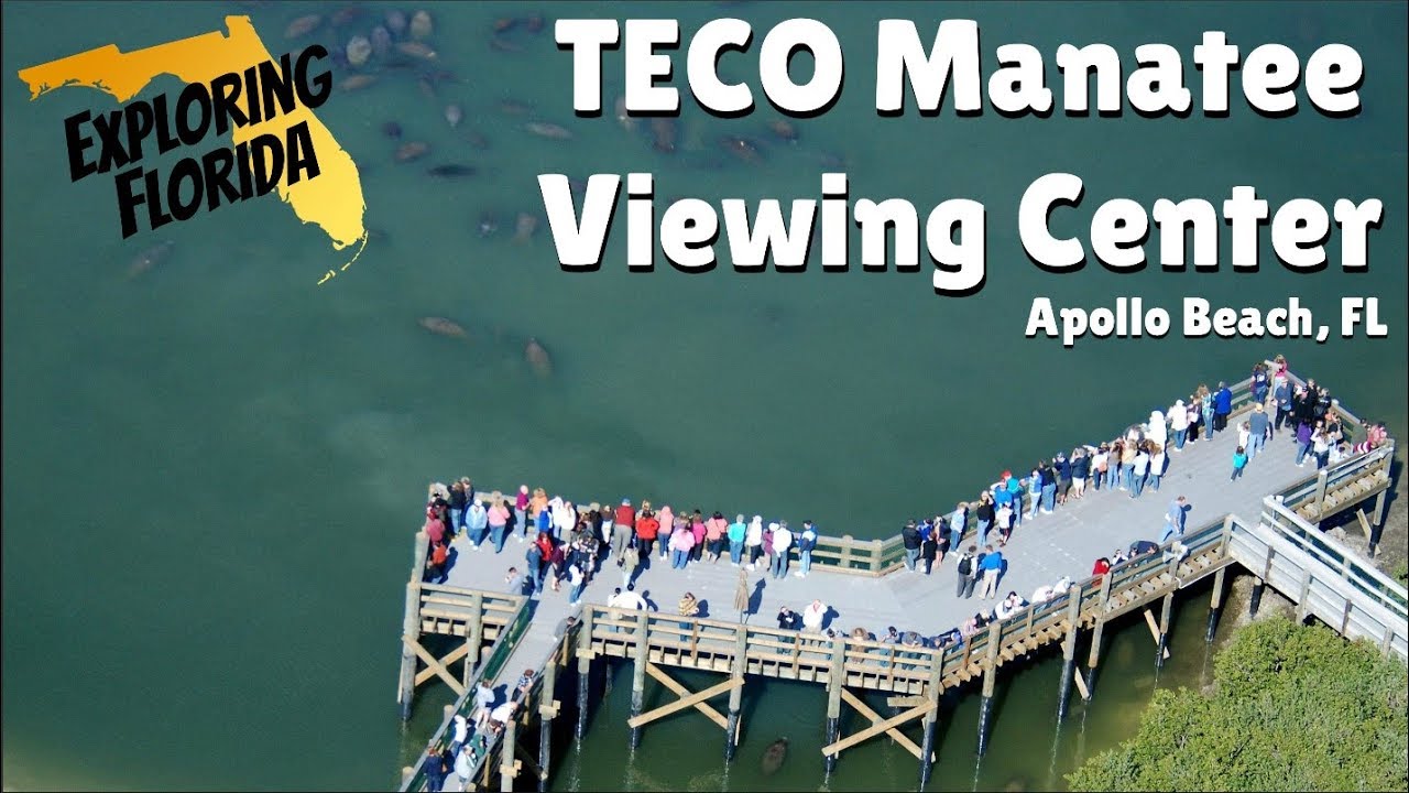 Exploring Florida: TECO Manatee Viewing Center in Apollo Beach, FL