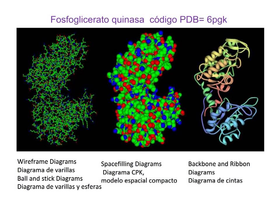 PDB base de datos de estructuras de proteinas