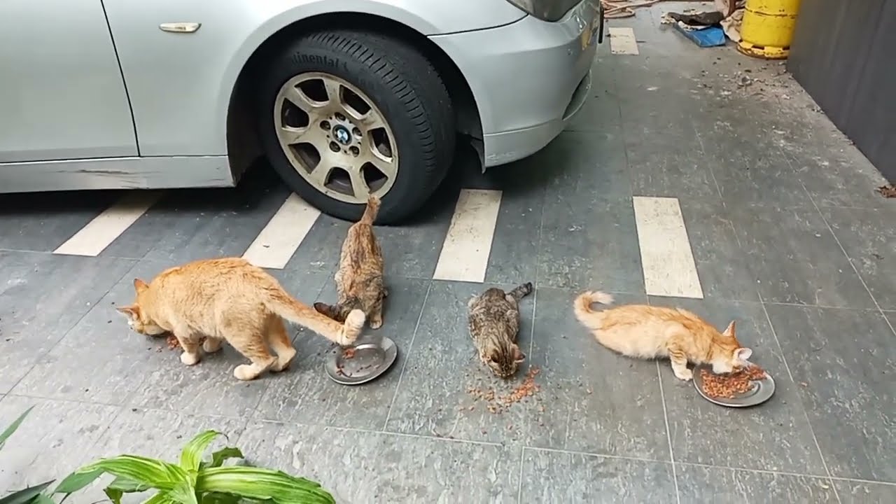 Time Machine Cats !!!! Longest Daily Cat's Story