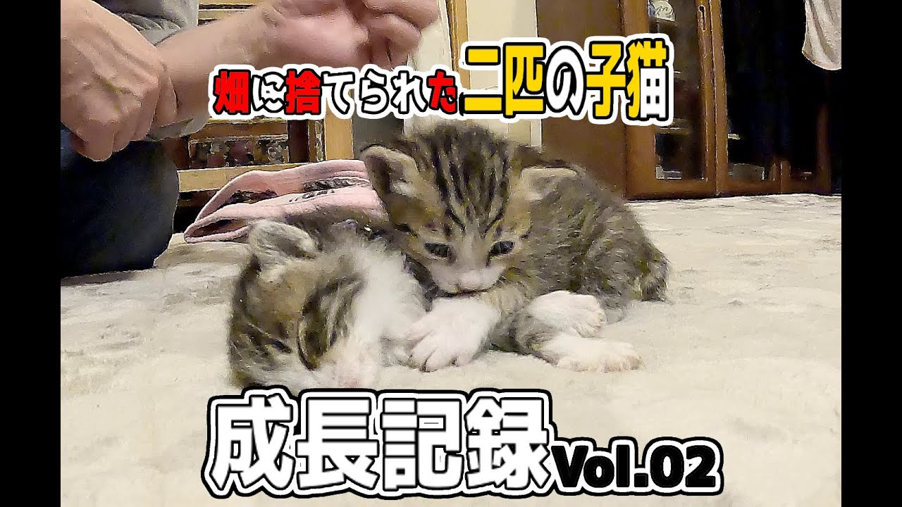 【畑に捨てられた子猫】ノンちゃんボーちゃん成長記録Vol02＃猫＃保護猫＃cat