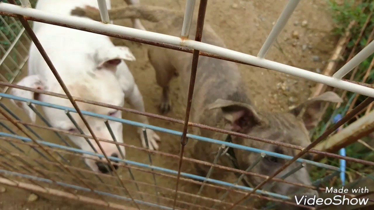 ピーちゃんドロドロ(゜ﾛ゜;ﾉ）ﾉ