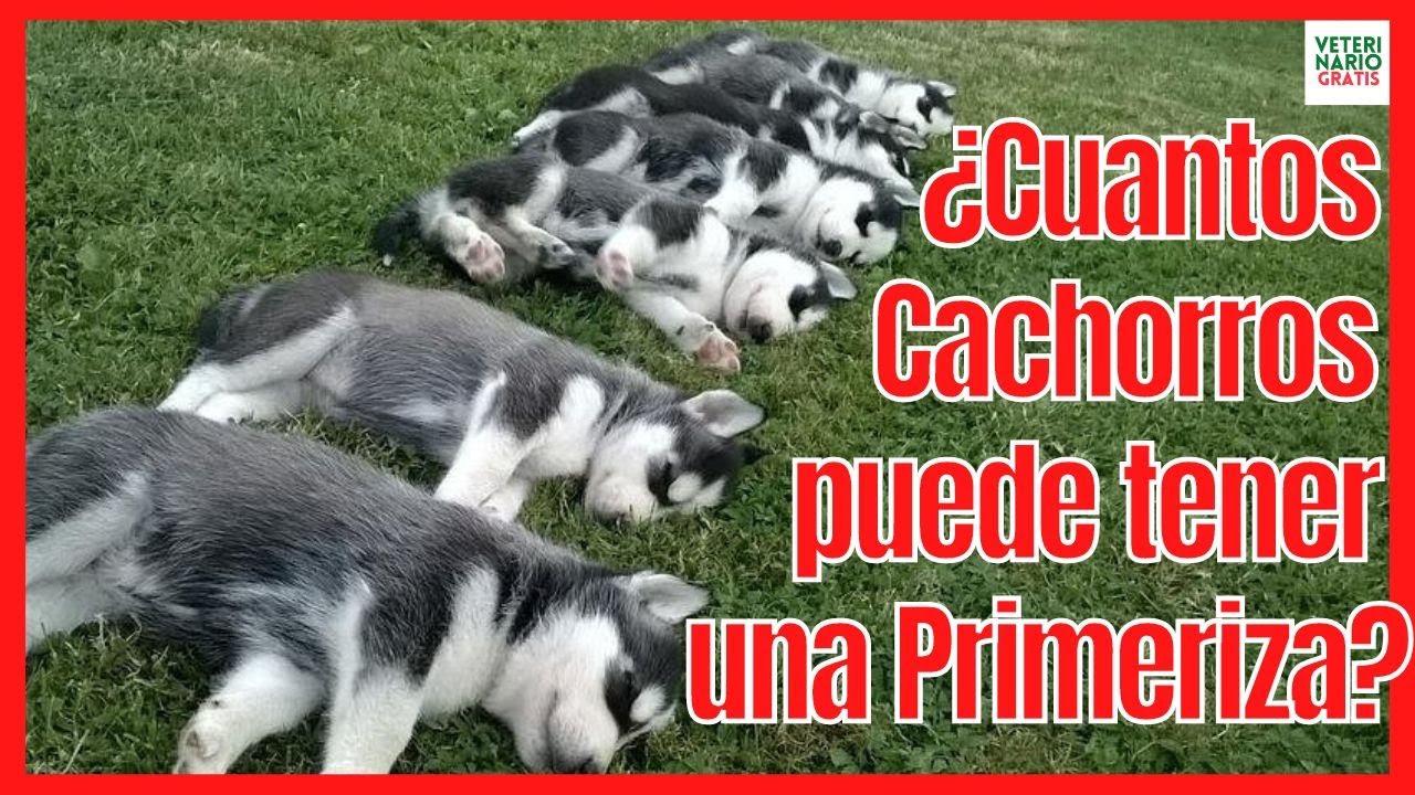 ¿CUANTOS CACHORROS PUEDE TENER UNA PERRA PRIMERIZA? 💝 EN FUNCIÓN DE SU RAZA