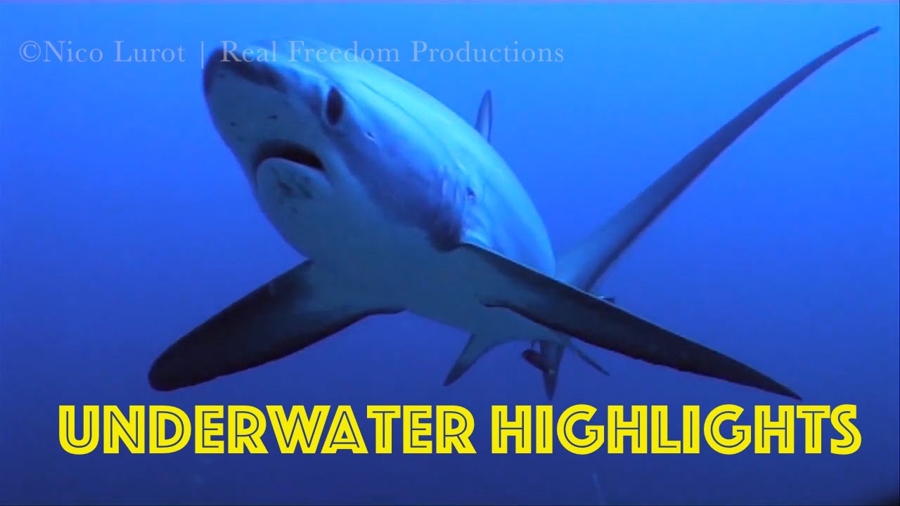 Underwater Diving Highlights #2: July 2015 Sightings | GoPro HERO4