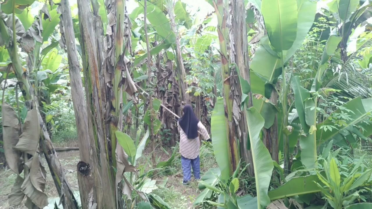 Petik dan merapikan pohon pisang batu @cuandaritani