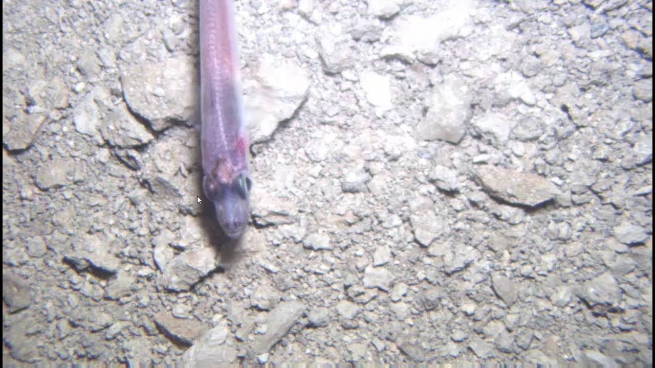 Scientists Make Surprising Discovery Deep Beneath Antarctic Ice Sheet