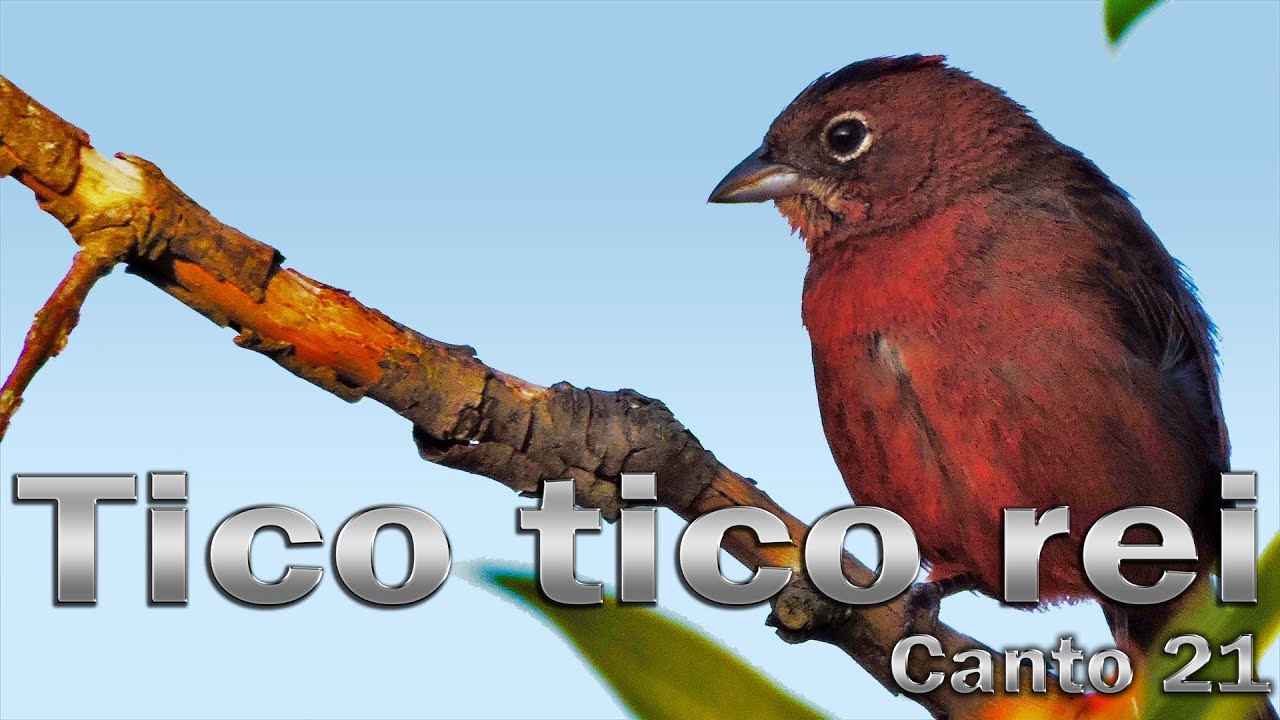 Tico tico rei  cantando 21 gravado ao vivo em HQ para ensinamento de filhotes
