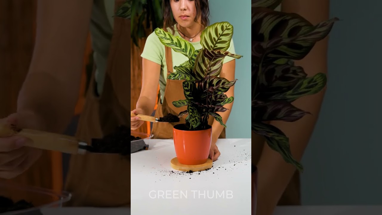 From Seed to Supper: Sustainable Gardening for Cozy Space
