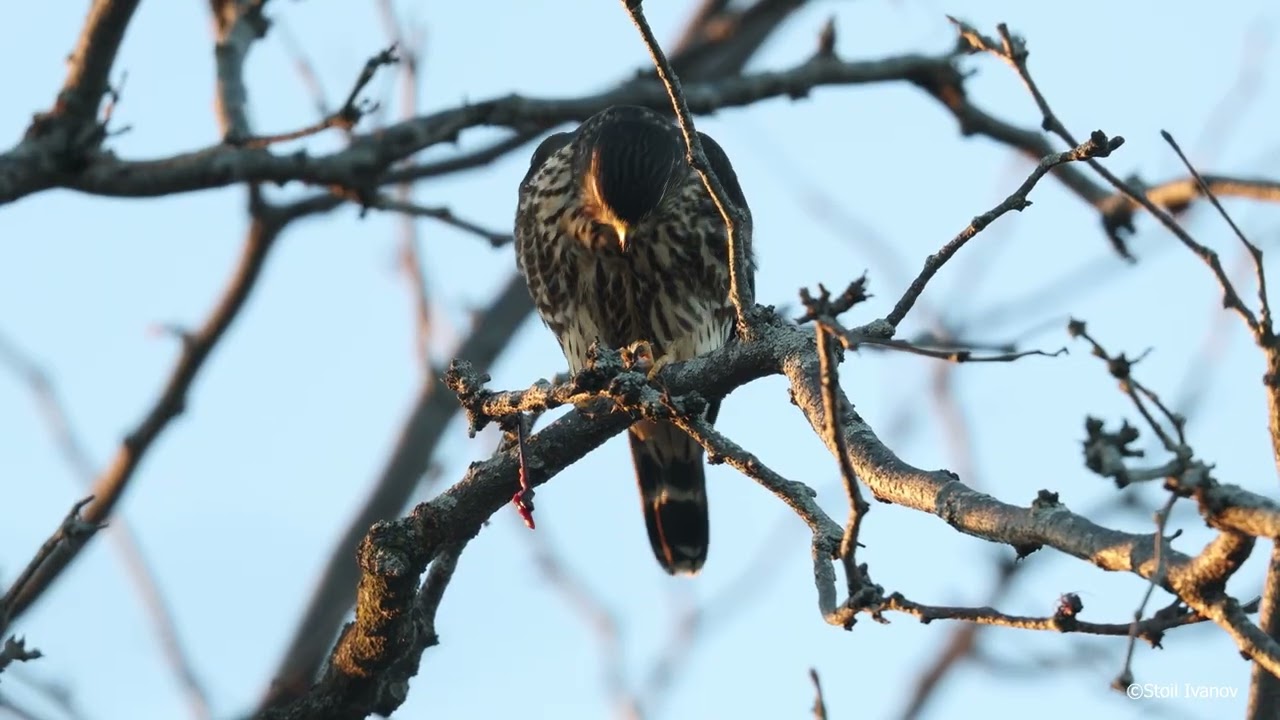 Merlin