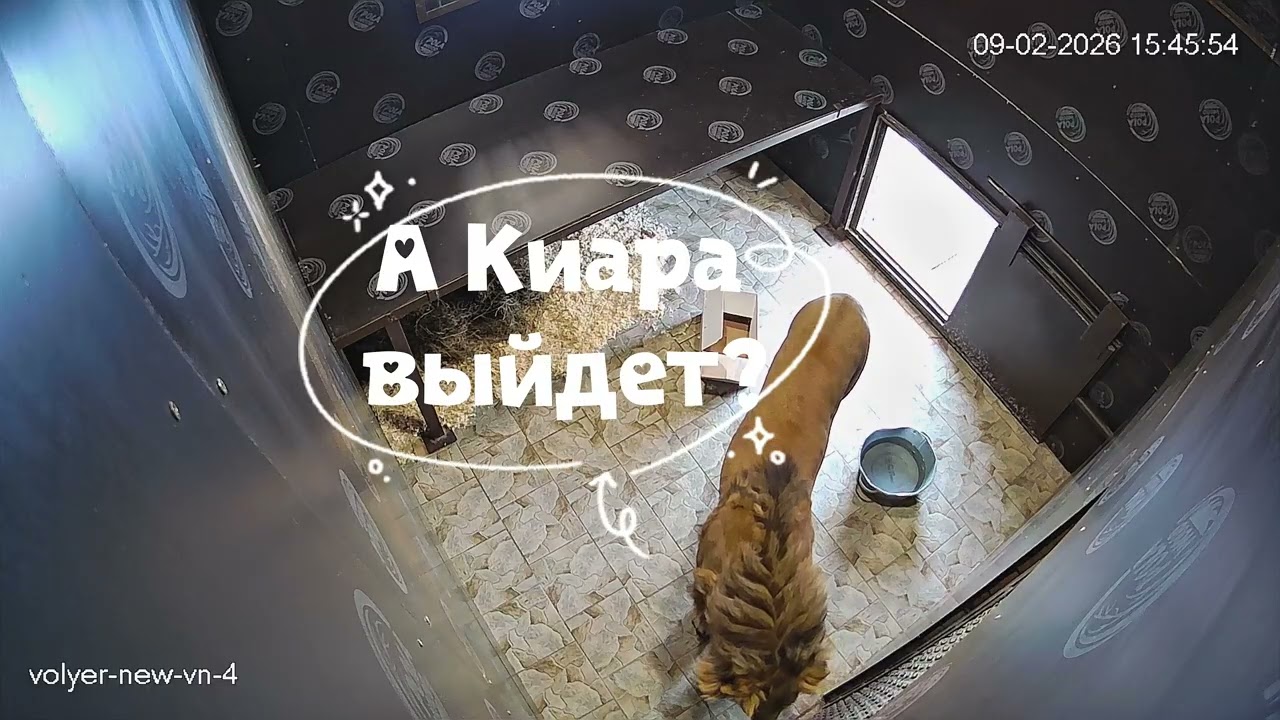 Серия 1. В ожидании встречи. #lion #animals #шерхан #bigcat #zoo#минскийзоопарк #животные 