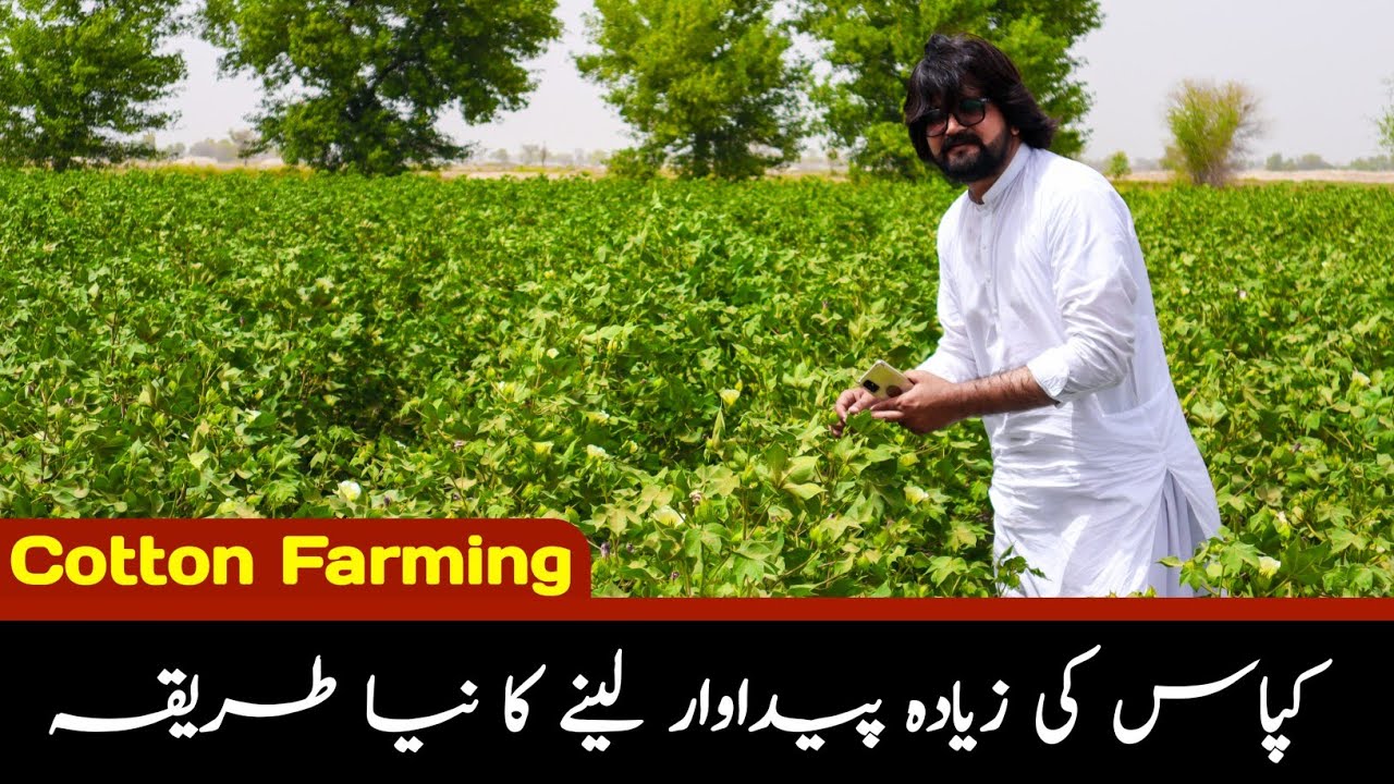 Kapas ki Zeyada pedawar lene ka new tariqa/ Cotton Farming in Pakistan/ G Farm