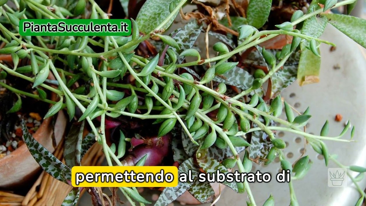 Le 5 Piante Grasse PENDENTI Più Belle | Aggiungile alla tua Collezione
