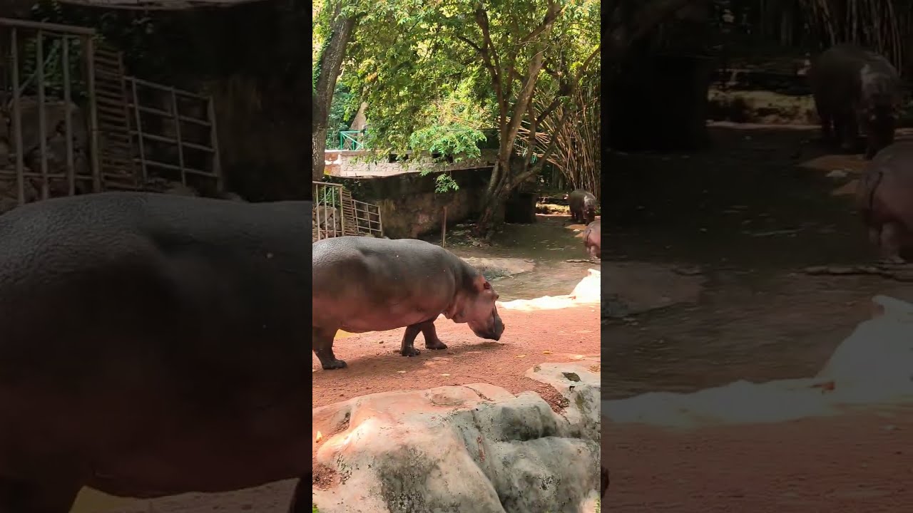 Hippopotamus 