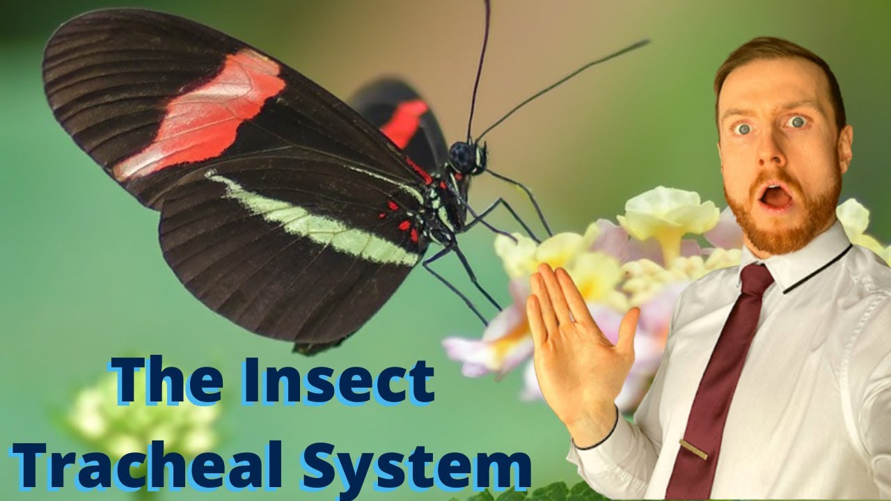 GAS EXCHANGE in Insects (plus exam practice) AQA A-Level Biology