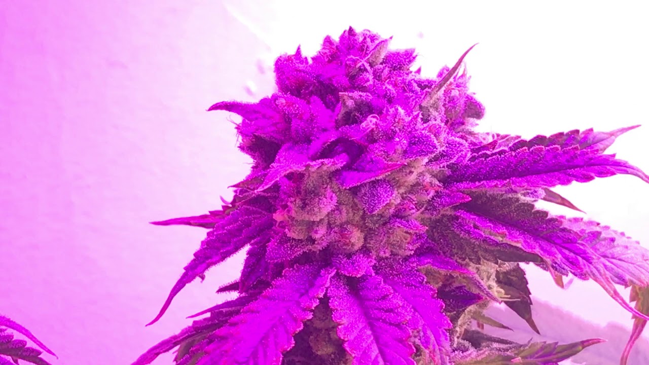 Indoor Cannabis Grow update Week 7 flower Blue Mountain Kush