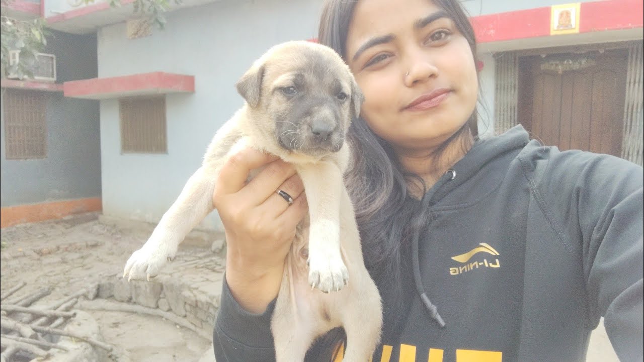 Ek Makkar sakranti aisa bhi | new family member❤️|30 days vlogging challenge |Day 7🧿@voiceof.khushii 