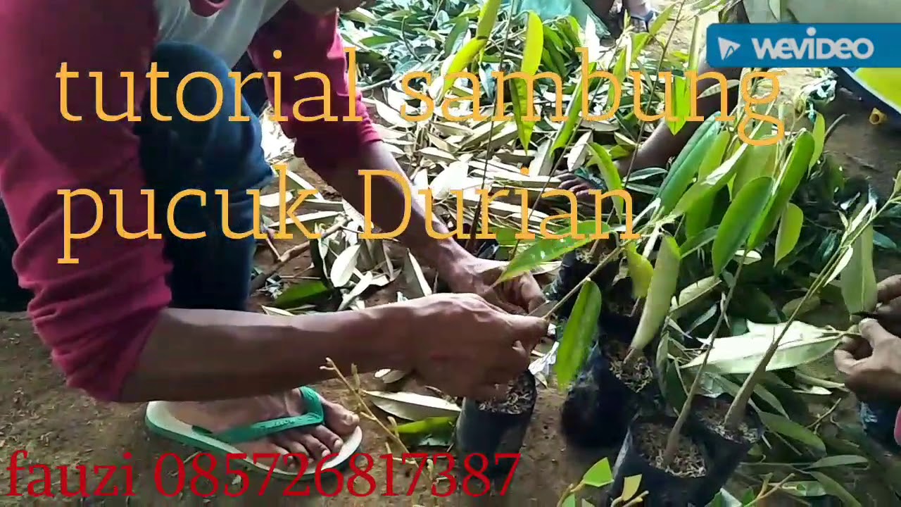Cara sambung pucuk Durian Dengan mudaH