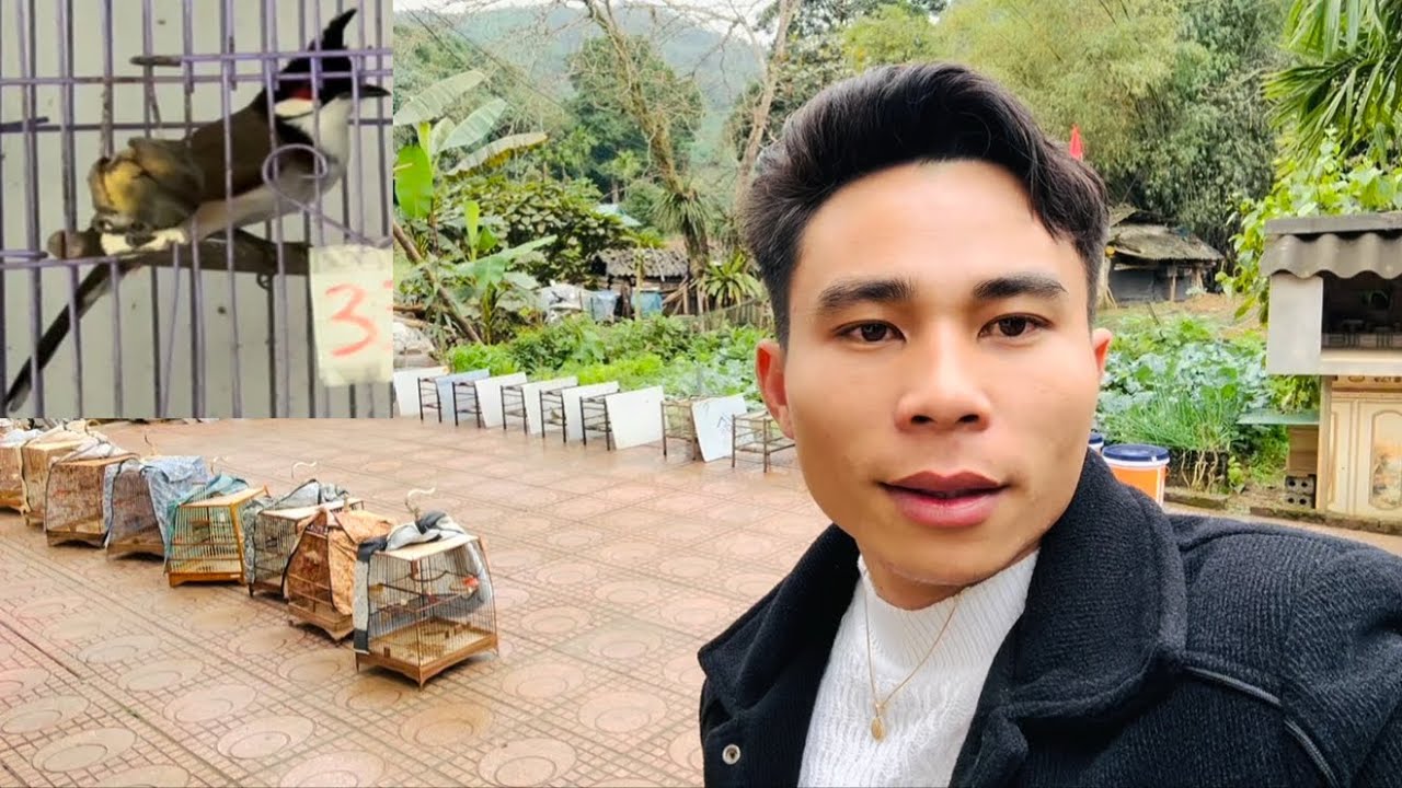 Tắm Cho Chim Ngày Mưa Rét Và Lên Chim Đẹp Nết Hay Cho Anh Em Tham Khảo 9/2/26