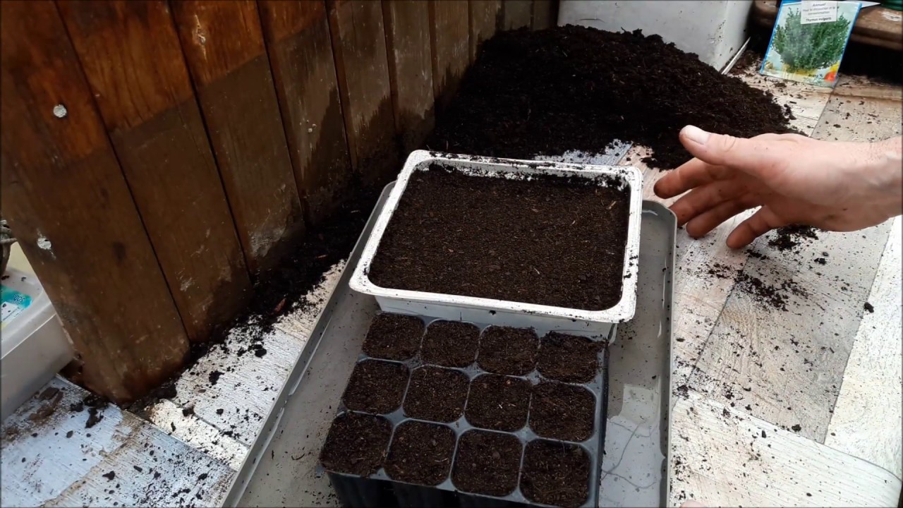 Semis de thym - Monjardindansleslandes