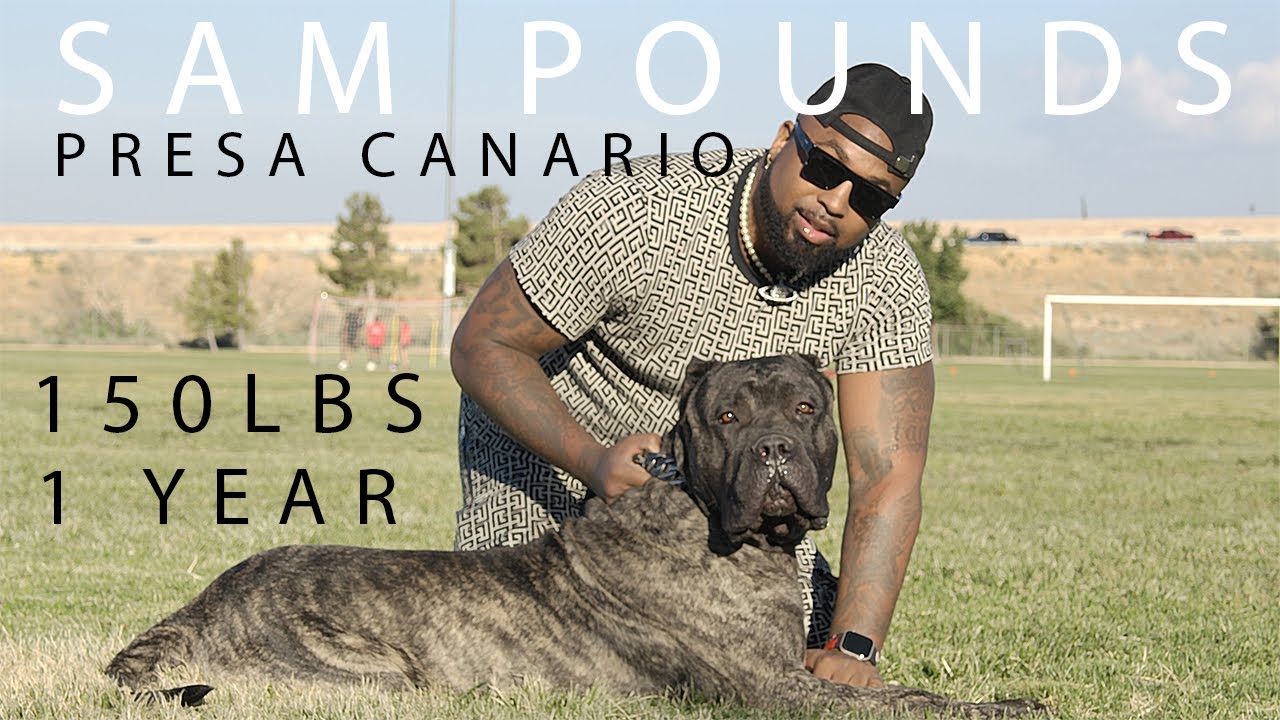 Sam Pounds: Where Music & Presa Canarios Live in Perfect Harmony 🎵🐾