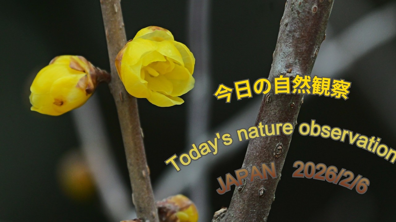 今日の自然観察　Today's nature observation　JAPAN  2026/2/6