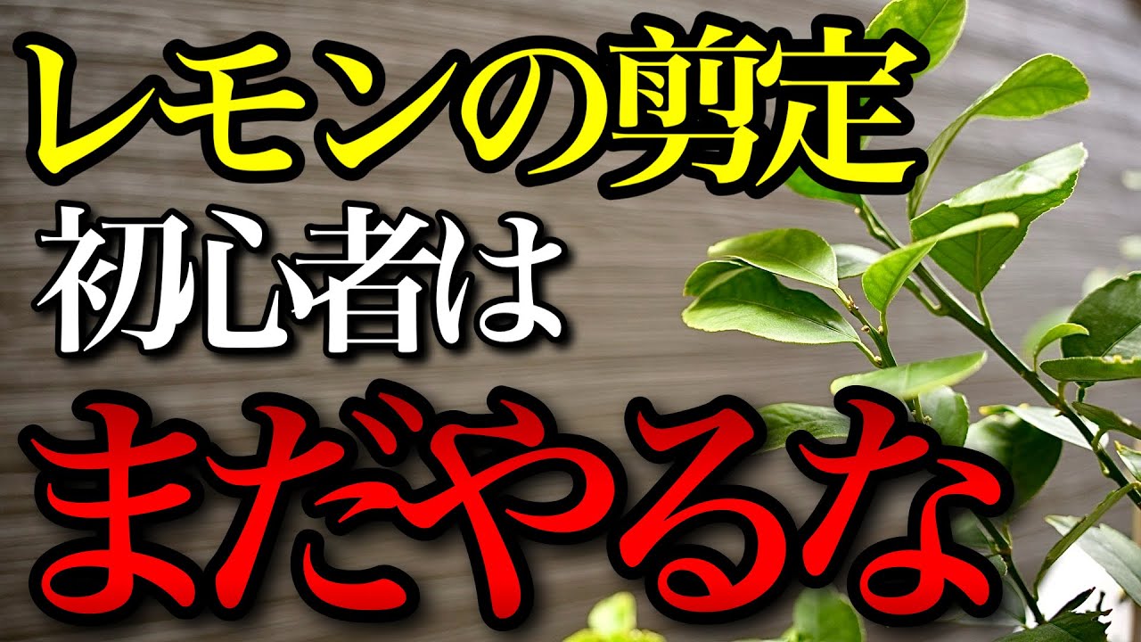 【レモン】初心者は剪定をまだしないで良い理由がこちら