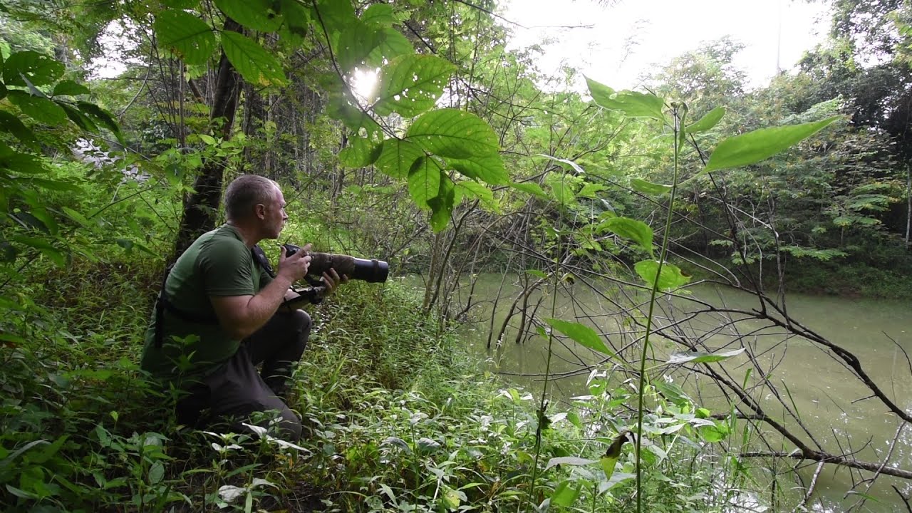 24 hours in Kaeng Krachan: wildlife in the rain
