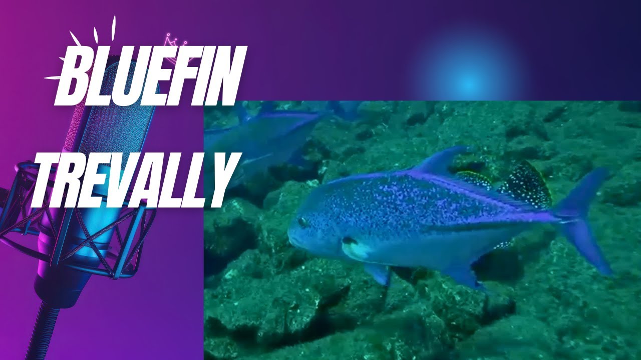 Bluefin Trevally: The Ocean&rsquo;s Speedy Predator! 🌊🐟