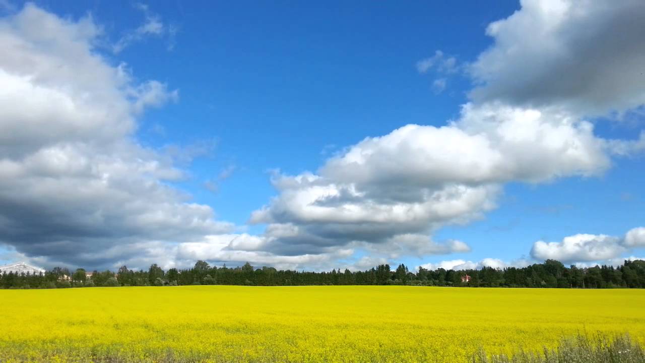 Shadows moving on rapeseed field timelapse