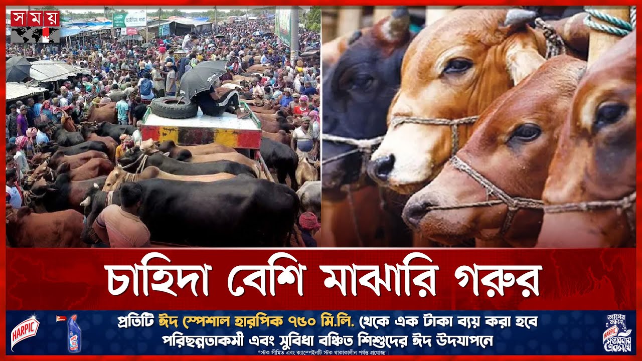 জমে উঠেছে কোরবানির পশুর হাট | Cow Market | Qurbani Eid | Dhaka | Somoy TV