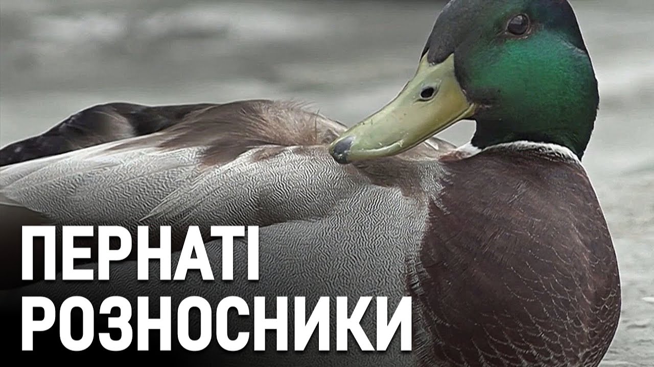 Щорічна міграція птахів сприяє поширенню пташиного грипу