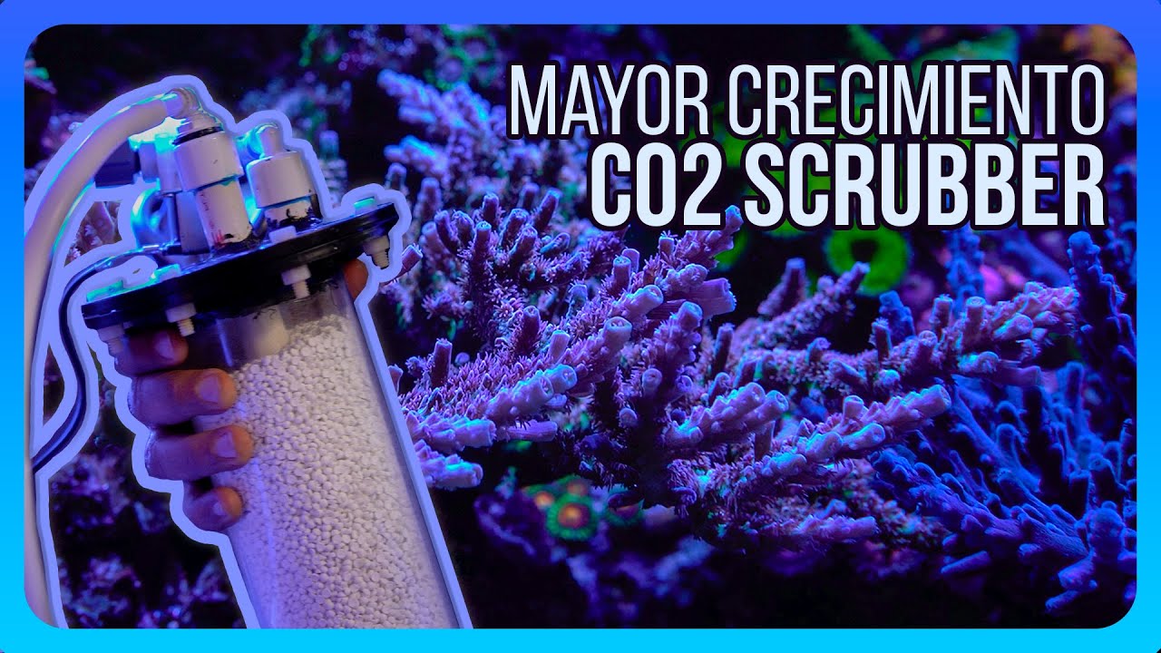 Mejora de CRECIMIENTO de corales, SCRUBBER C02 | Oso Reef