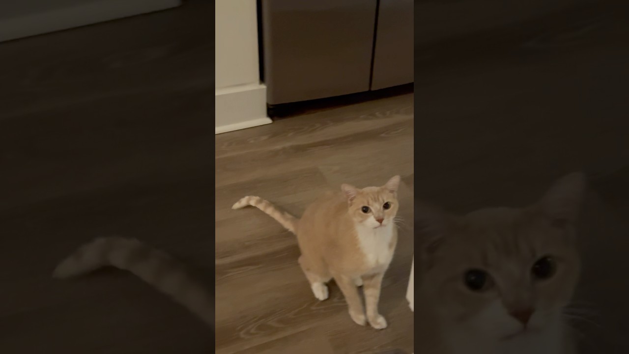 Cat vs. Guitar. Boo can&rsquo;t catch a break. No worries, he got fed right away. #cat #catvsguitar #cats