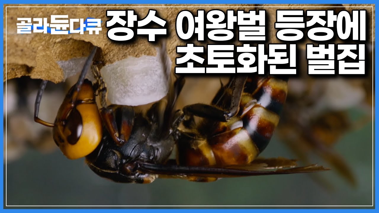 세상의 모든 벌 중 가장 거대한 벌이자, 산속 최상위 포식자 ‘장수여왕벌’이 벌의 생태계를 다스리는 법｜다큐프라임 - 꿀벌｜#골라듄다큐