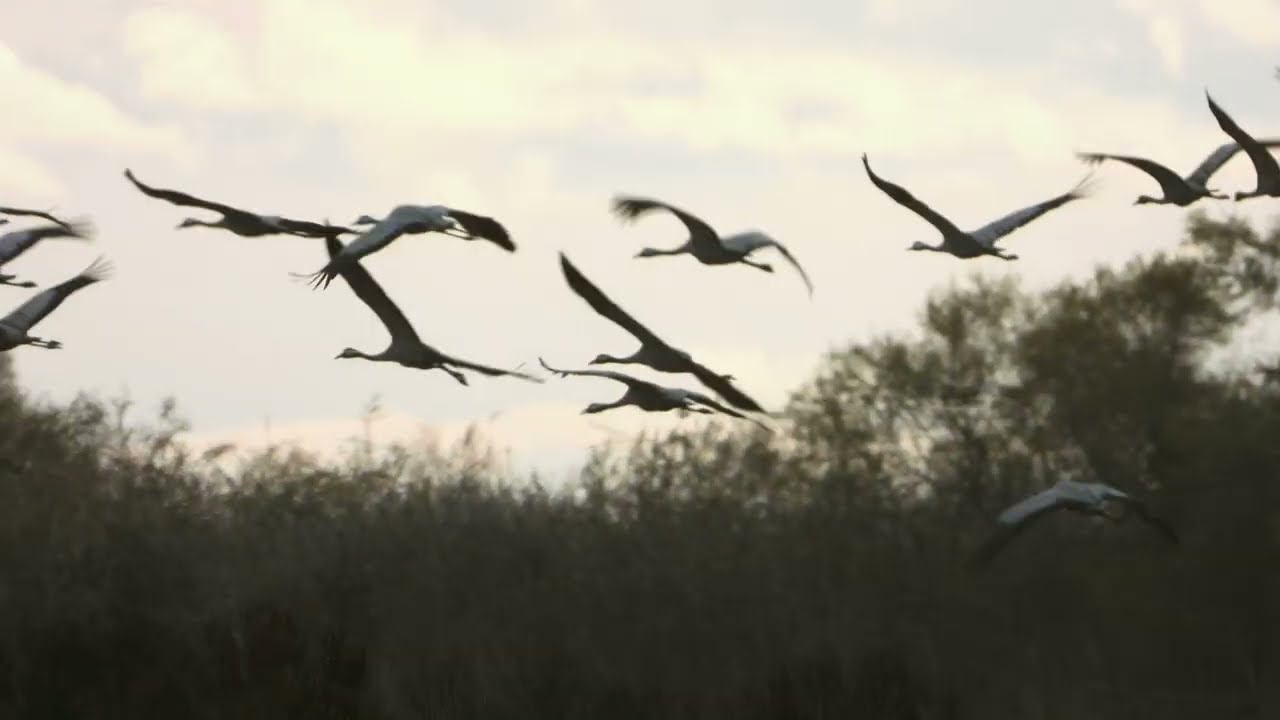 &Gamma;&epsilon;&rho;&alpha;&nu;ό&sigmaf; - Common crane - Grus grus