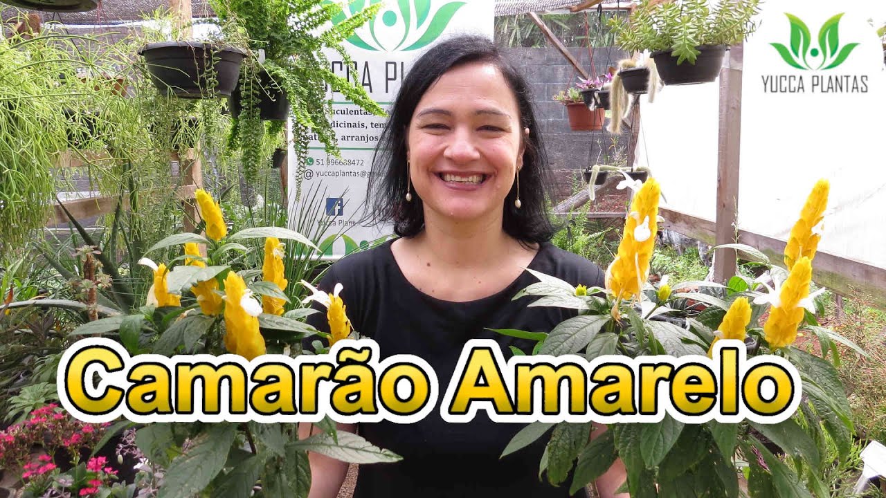 Camarão Amarelo (Pachystachys lutea 'Nees')
