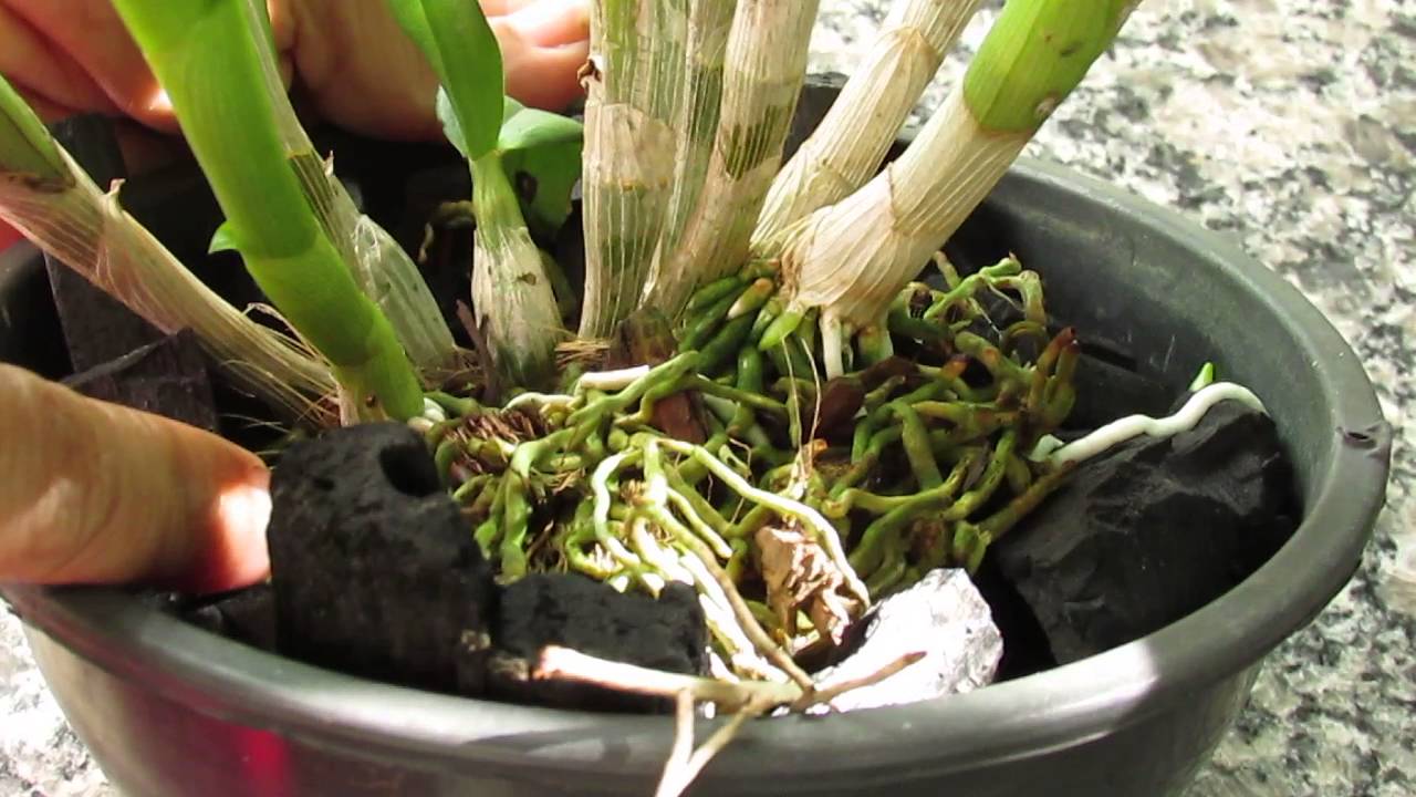 VEJA CINCO FORMAS DIFERENTES DE FAZER MUDAS DA ORQUÍDEA DENPHAL