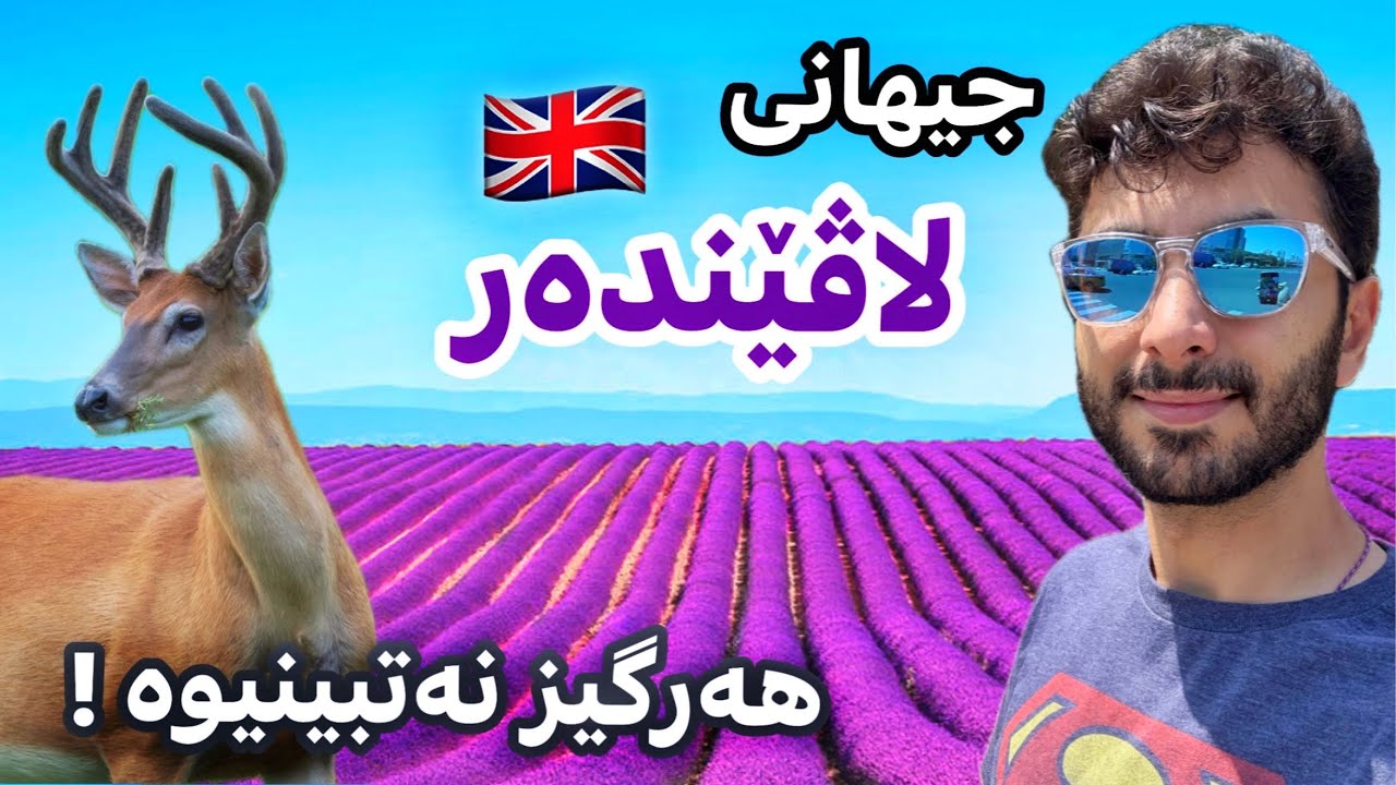 هەمووشتيک لەسەر لاڤێندەر💜 🇬🇧 ئاسک و توتی لە بەڕیتانیا  