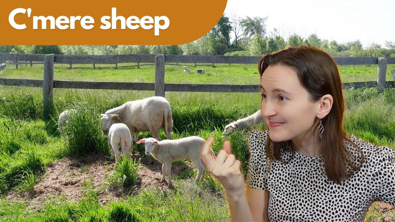 How To Train Sheep To Follow You - With One Extra Crazy Trick
