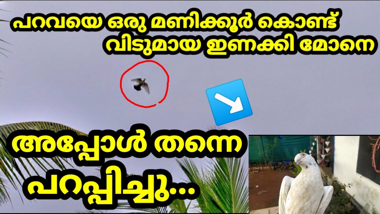 പറന്നു പോയ പ്രാവ് തിരിച്ചു വന്നപ്പോൾ # only 1 hour  flying pigeon training#flying😍😍