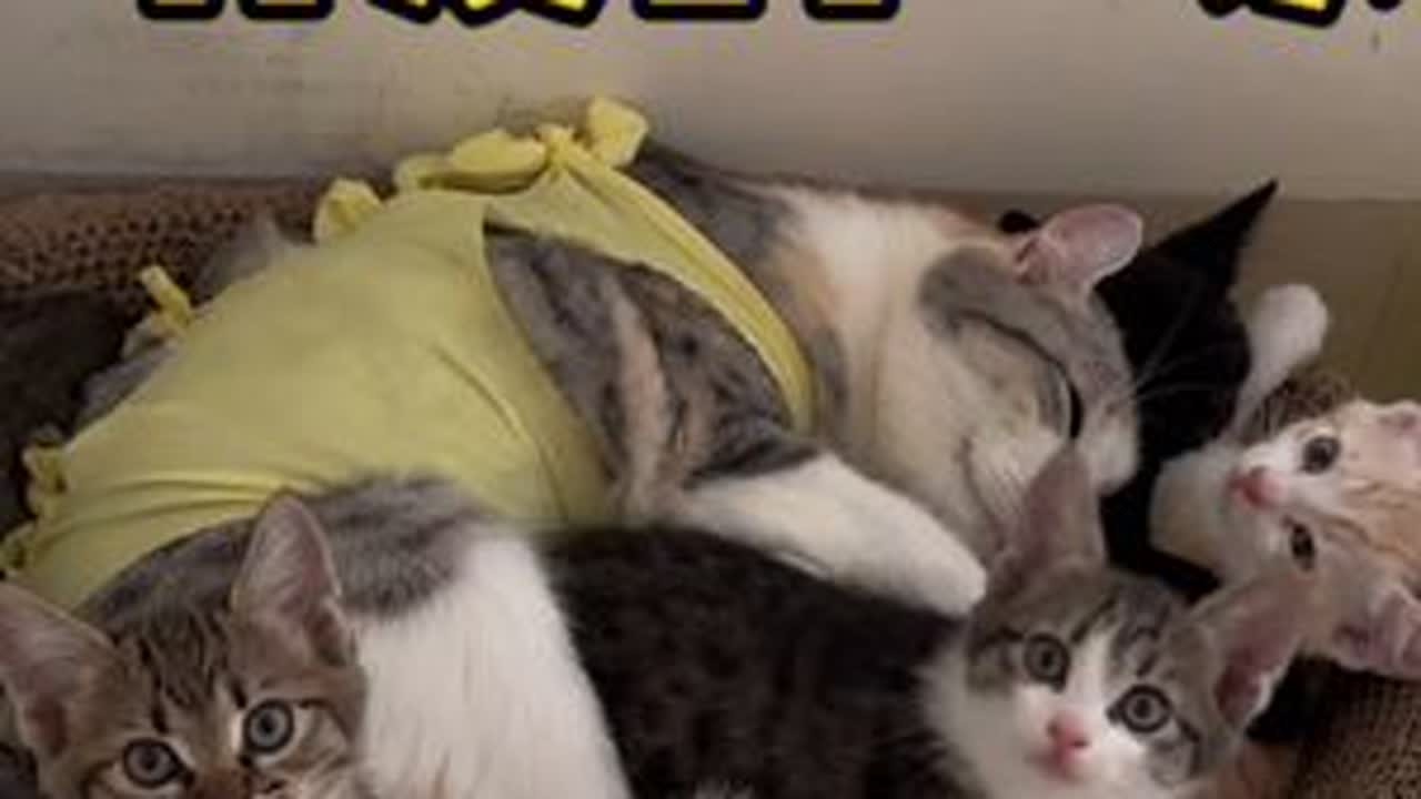 世界上最幸福的事就是看着它们一家窝在一起睡觉#捡了个猫 #卷耳猫花卷 #萌宠出道计划 #记录猫咪日常 #每个生命都应该被尊重