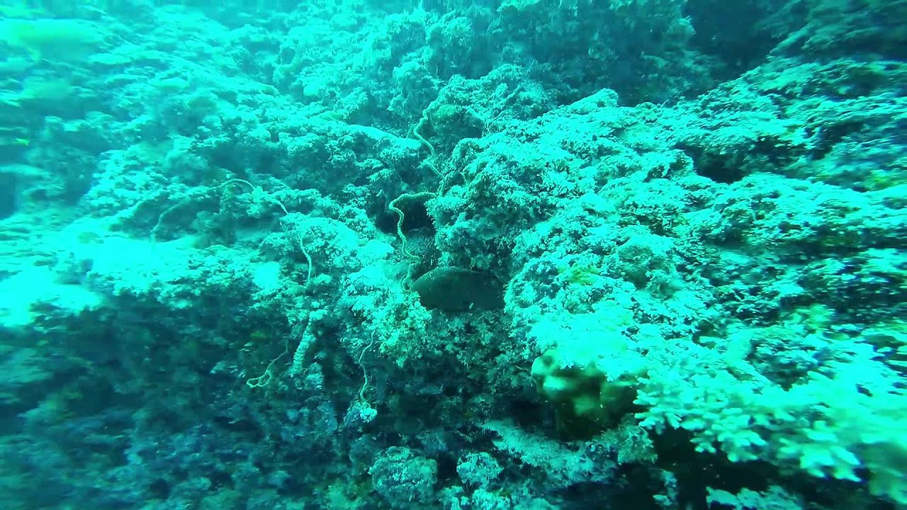 final open water course dive 18 meters (60 feet)