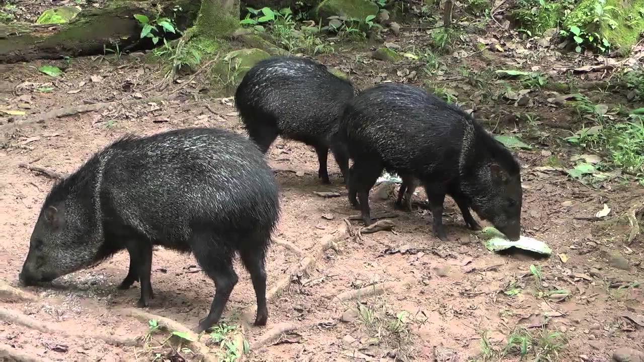 SAJINOS.mp4