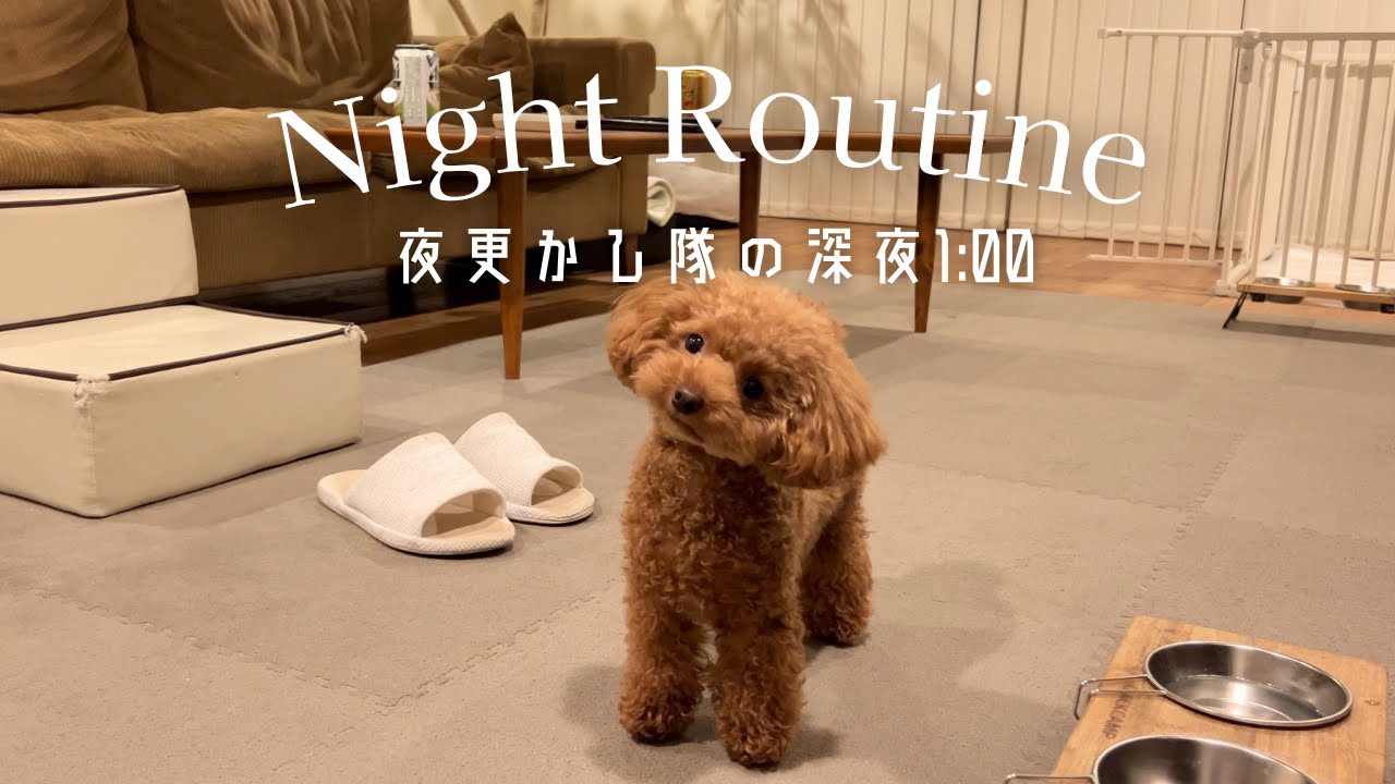 寝不足確定！まったく寝ない超大変なナイトルーティン🌙 / 凸凹トイプードル